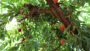 Un arbre aux feuilles vertes et aux fruits rouges.