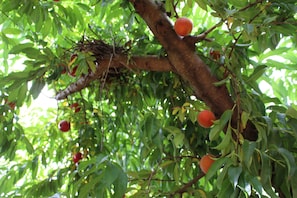 A tree with green leaves and red fruits.