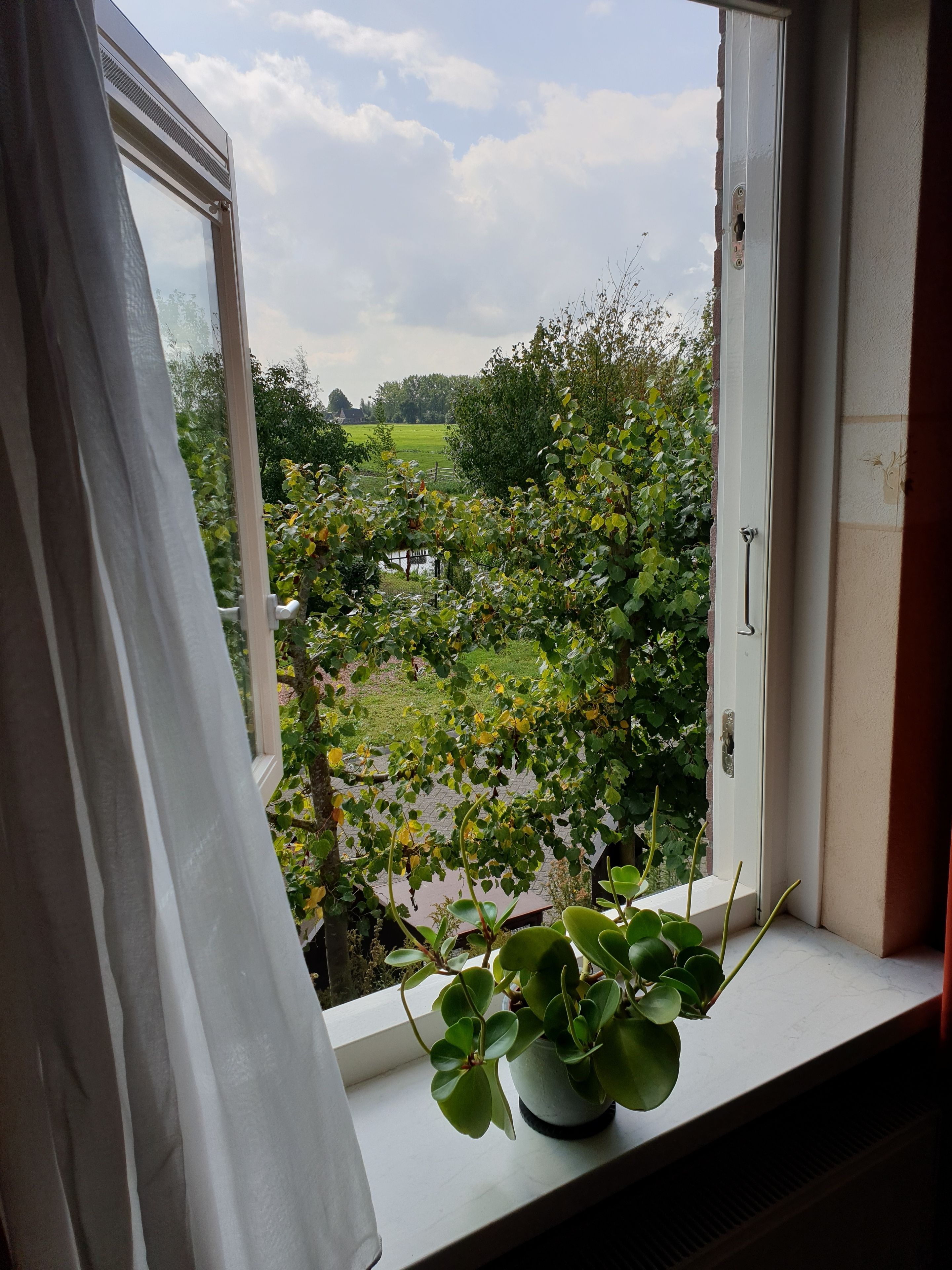 Una ventana con vista a un jardín y una puerta blanca.