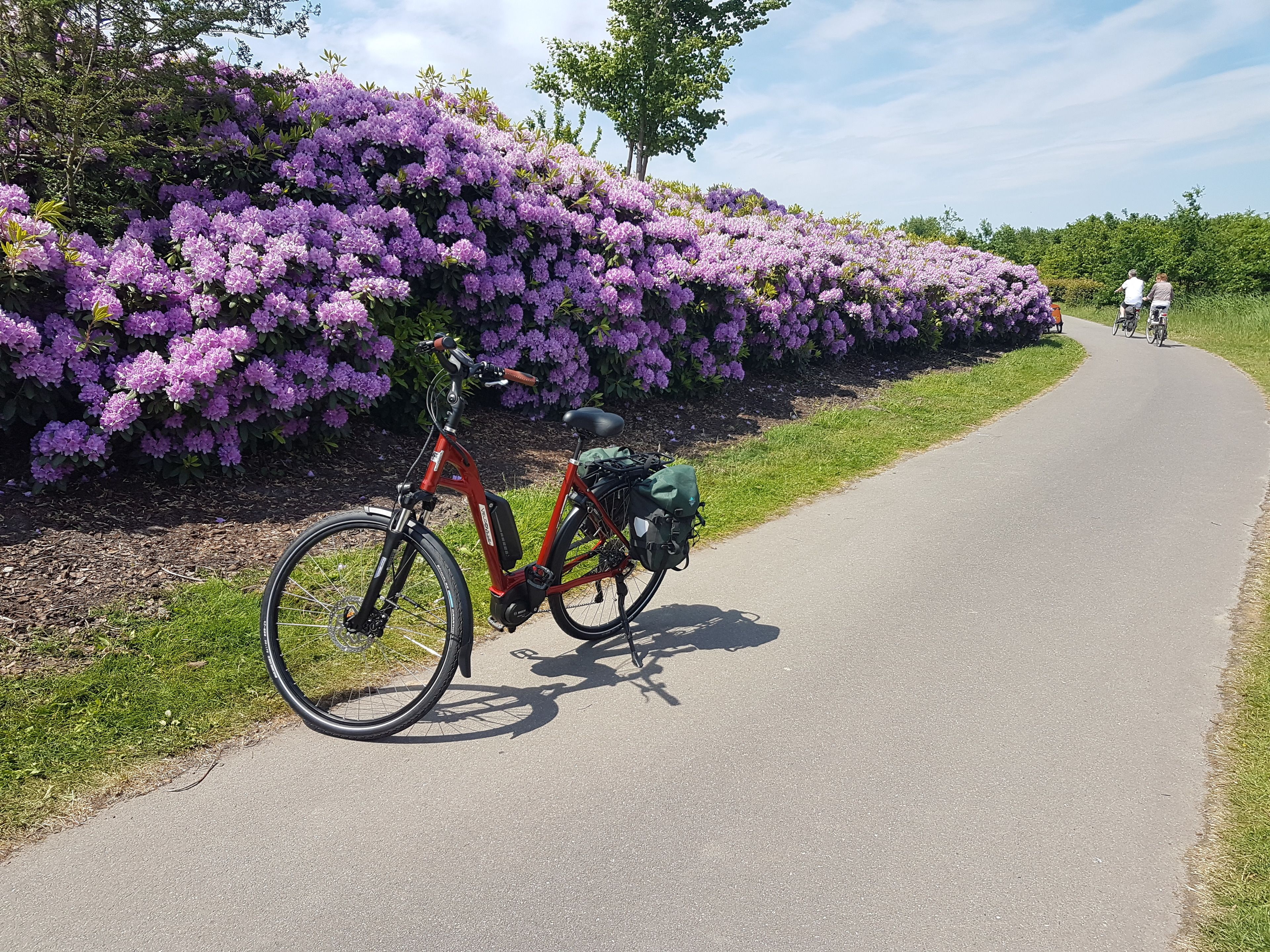 Una bicicleta estacionada en un sendero pavimentado con flores moradas al fondo.