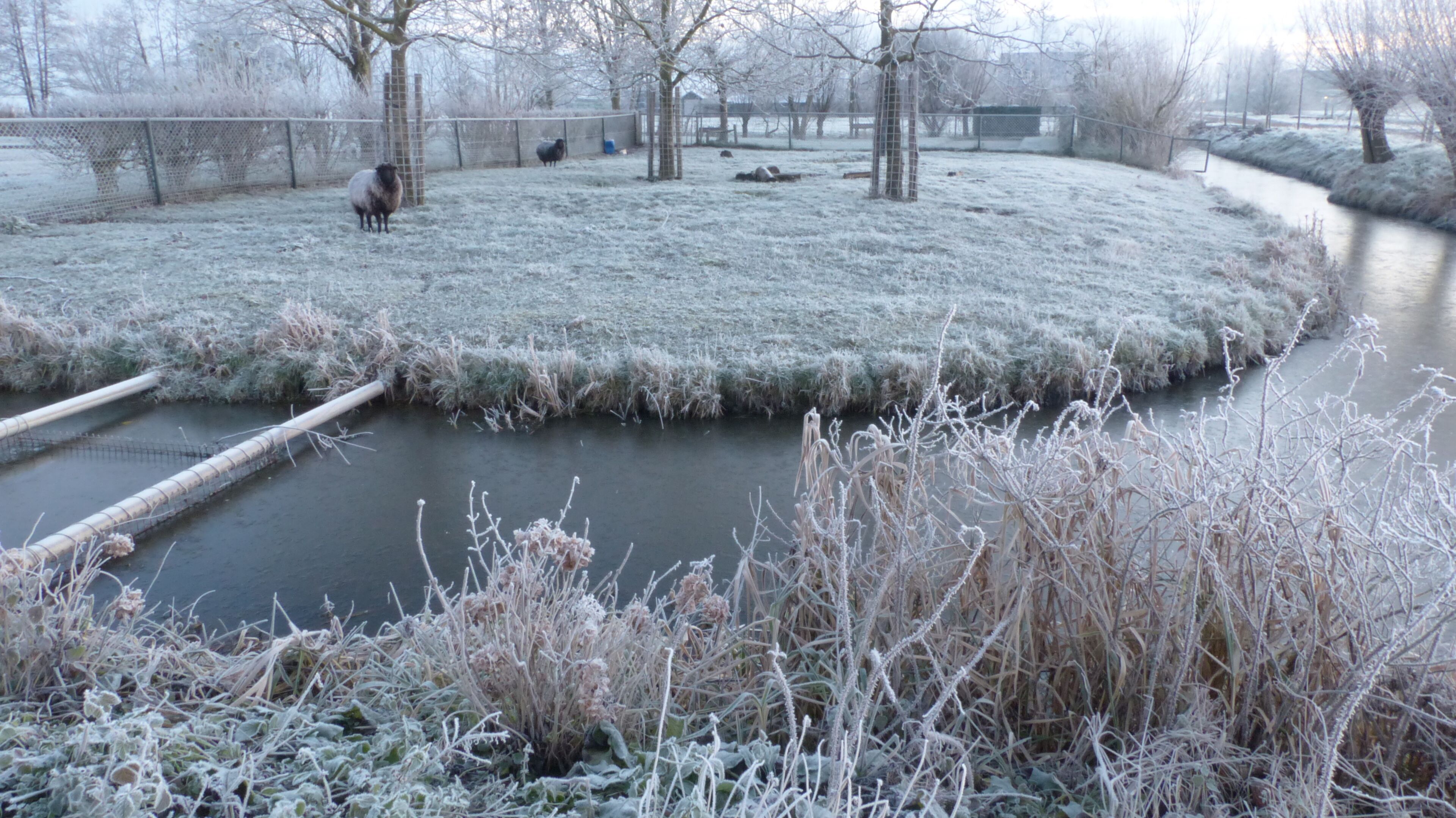 A frosty landscape with a river, trees, and a fence.