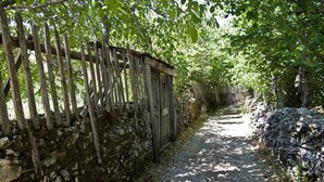 A narrow, rustic stone pathway flanked by a wooden fence and a stone wall, leading through a shaded, wooded area.