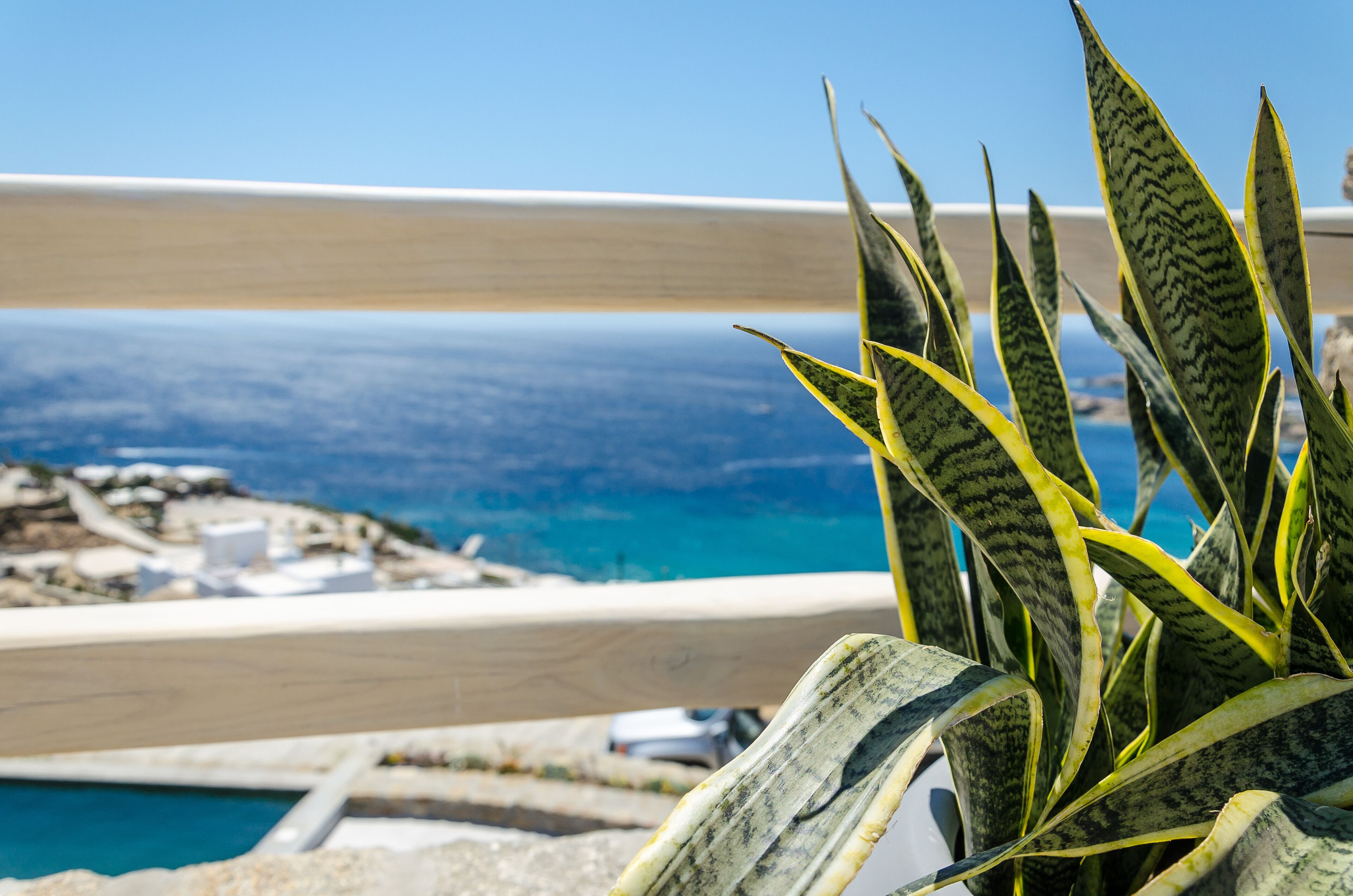 A coastal view with a plant in the foreground, a beach, and a clear sky.