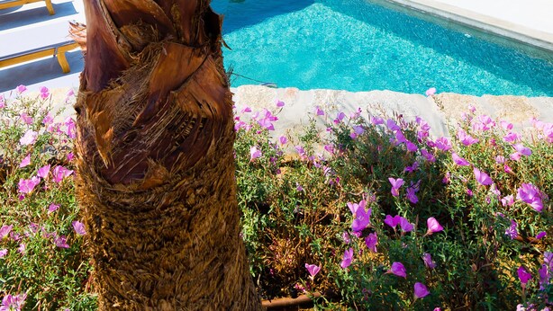 A palm tree, a pool, and a view of the sea. - Eden View Suites & Villas (Mykonos)