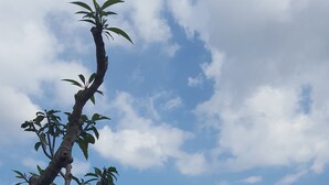 屋外プール、サンラウンジャー