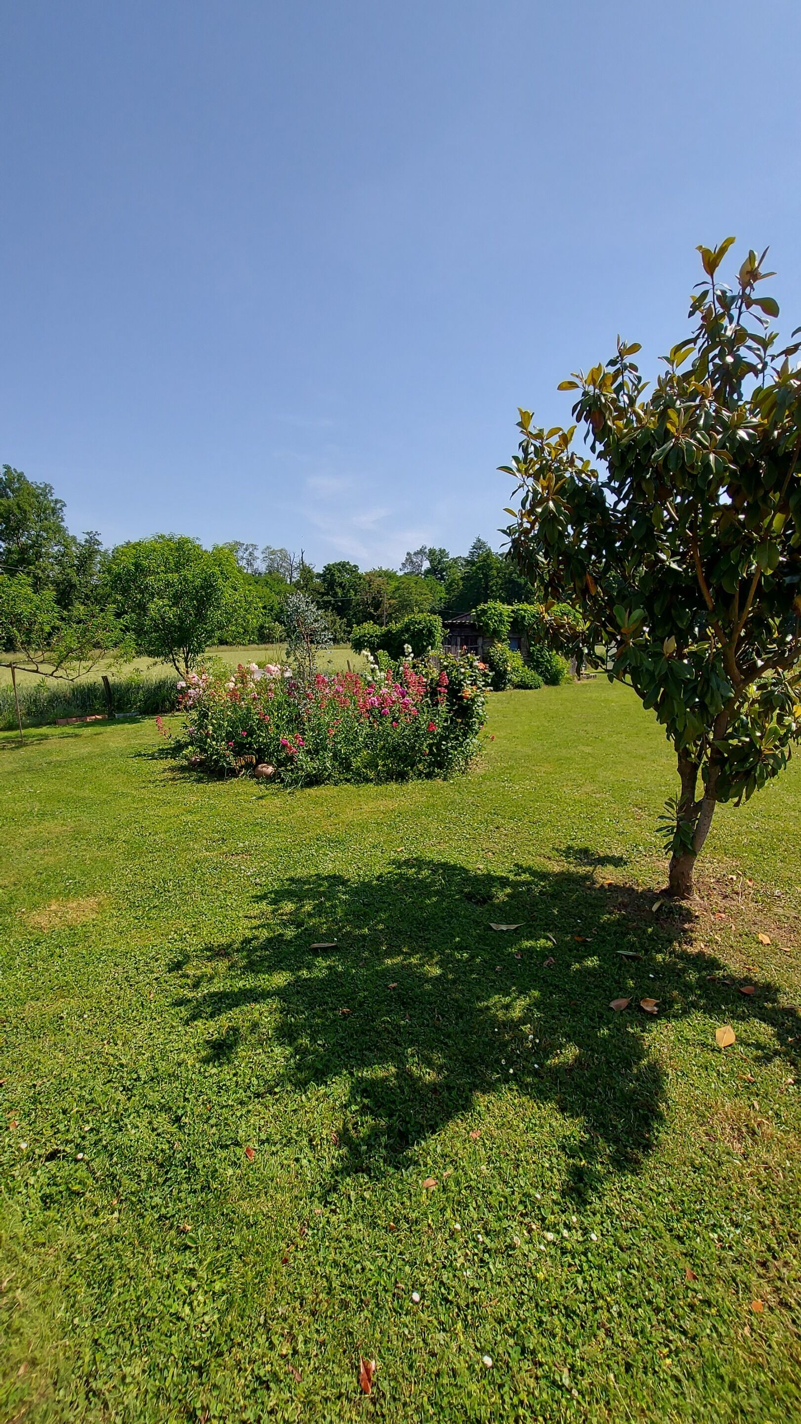 A well-maintained grassy area with a small tree and a flower bed.