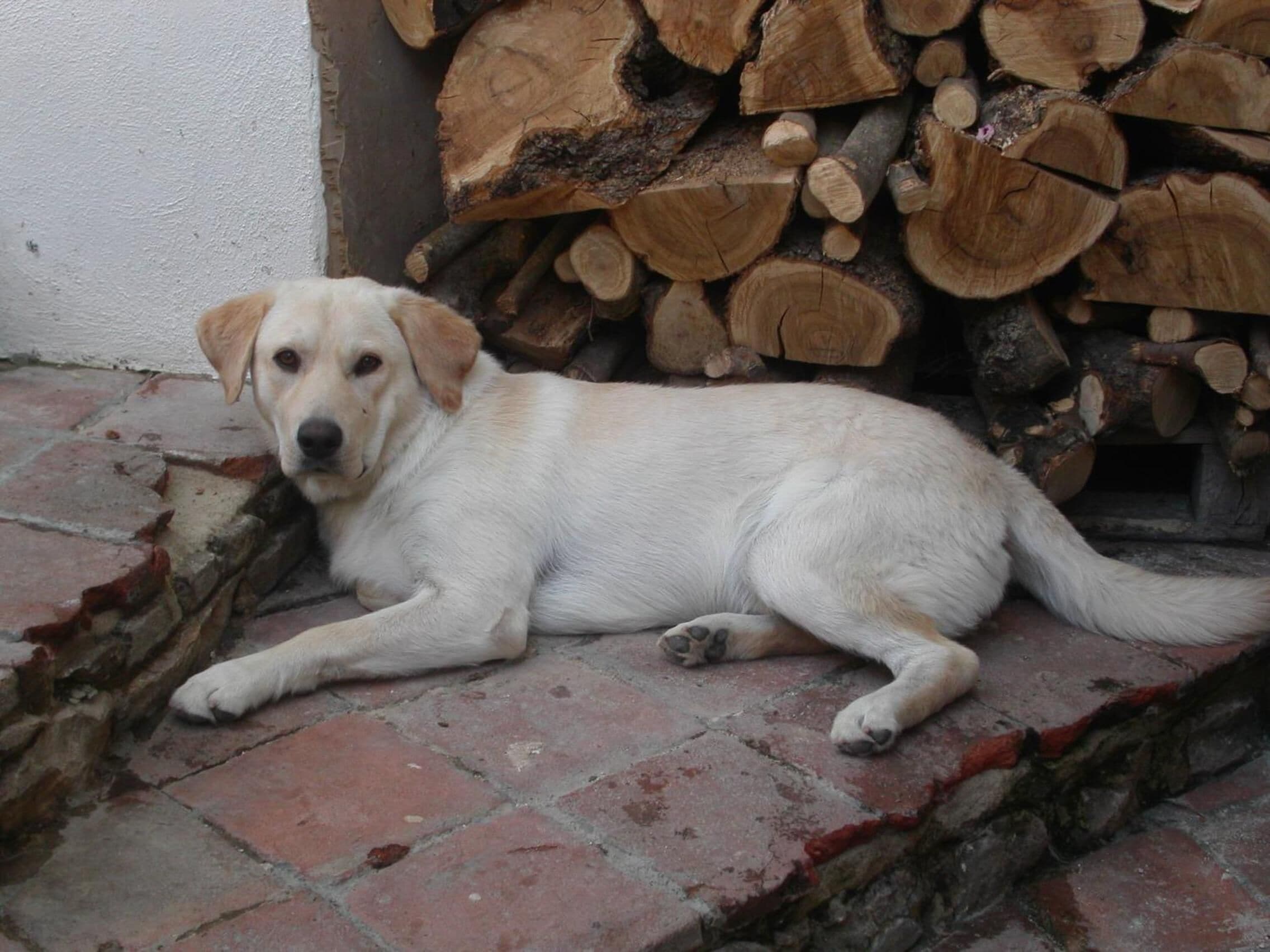 Photo - Locanda La Rosa