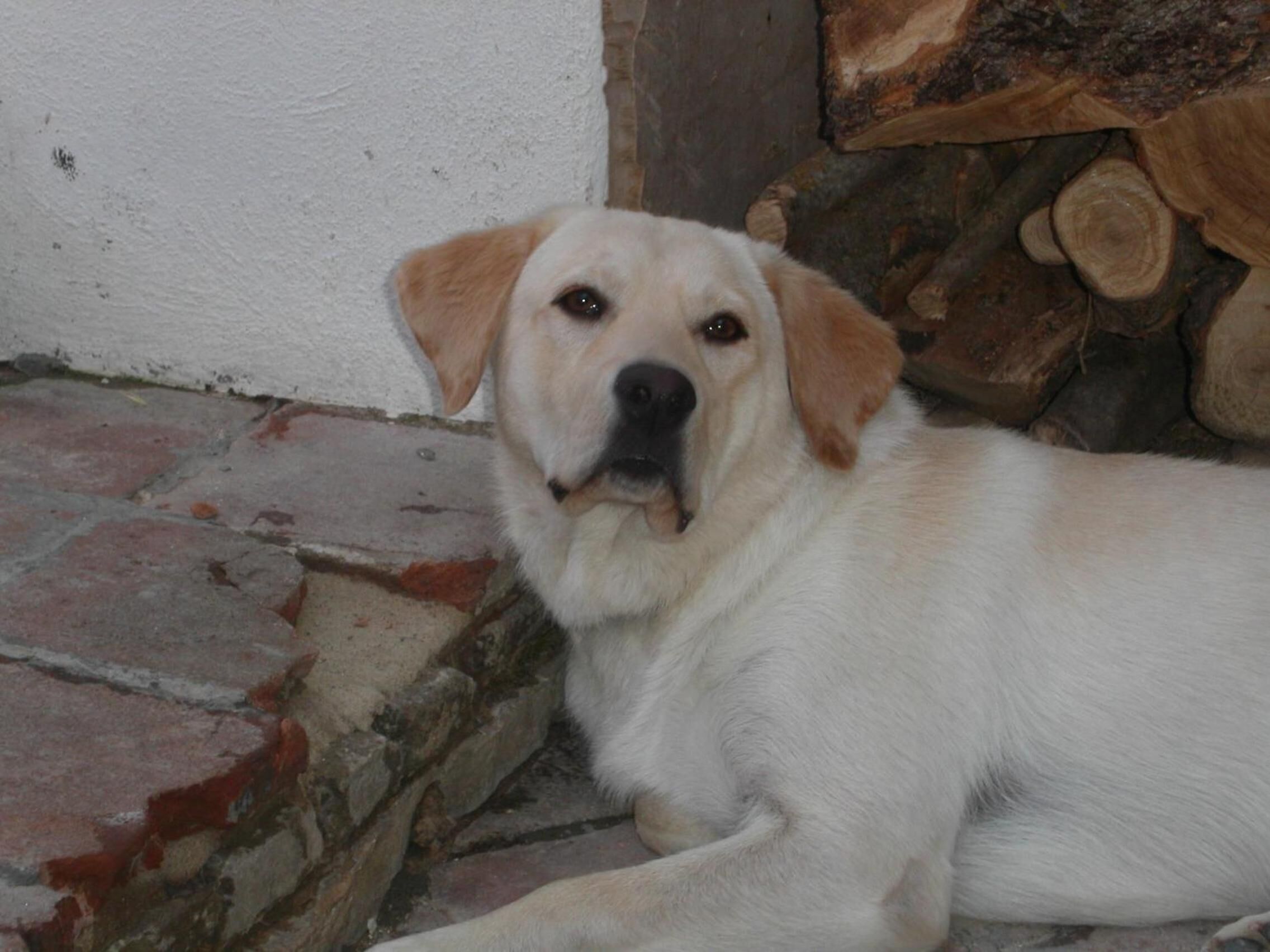 Photo - Locanda La Rosa