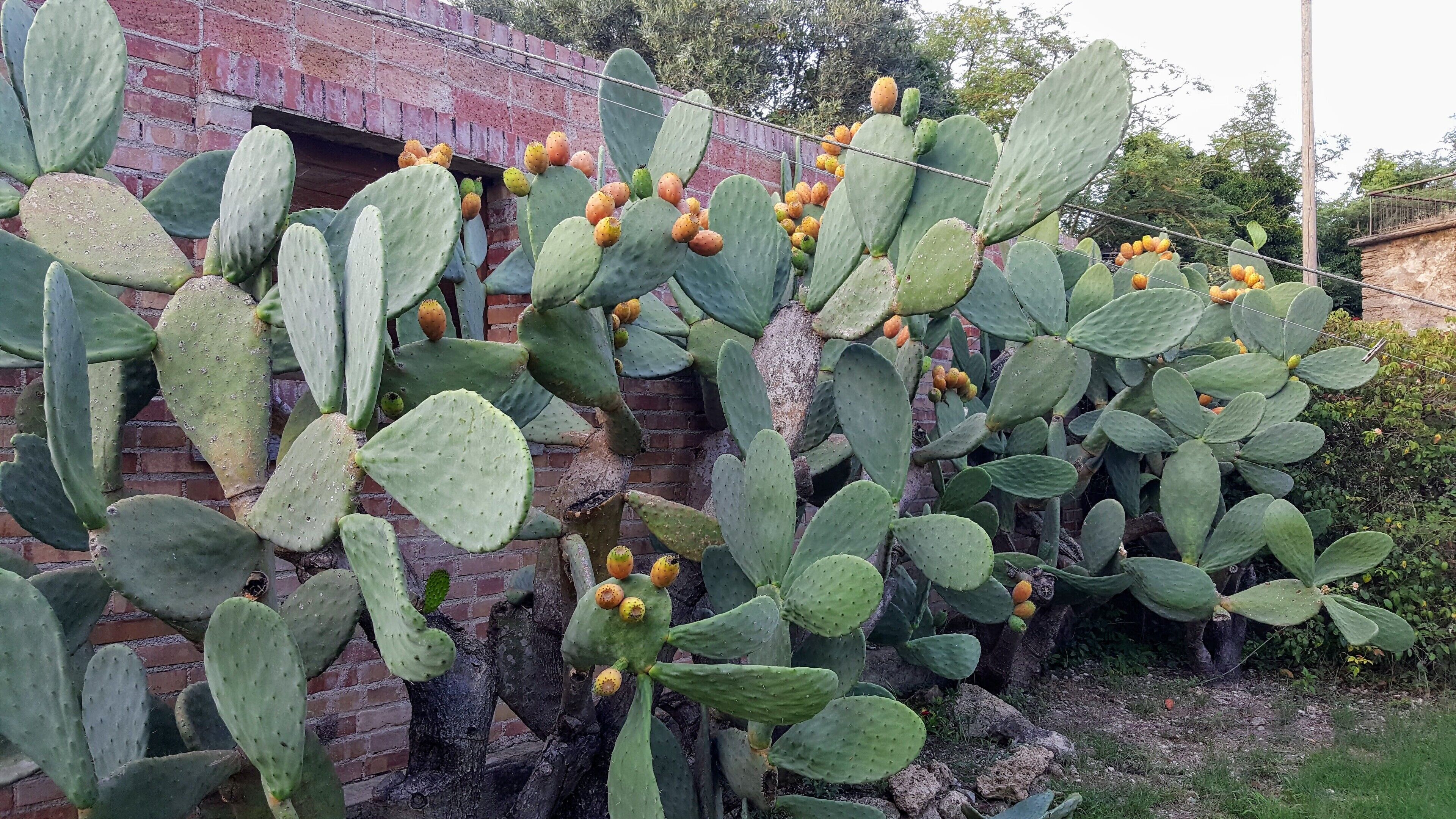 Un cactus doté de plusieurs tiges vertes et de groupes de petits fruits, le tout se dressant contre un mur de briques.