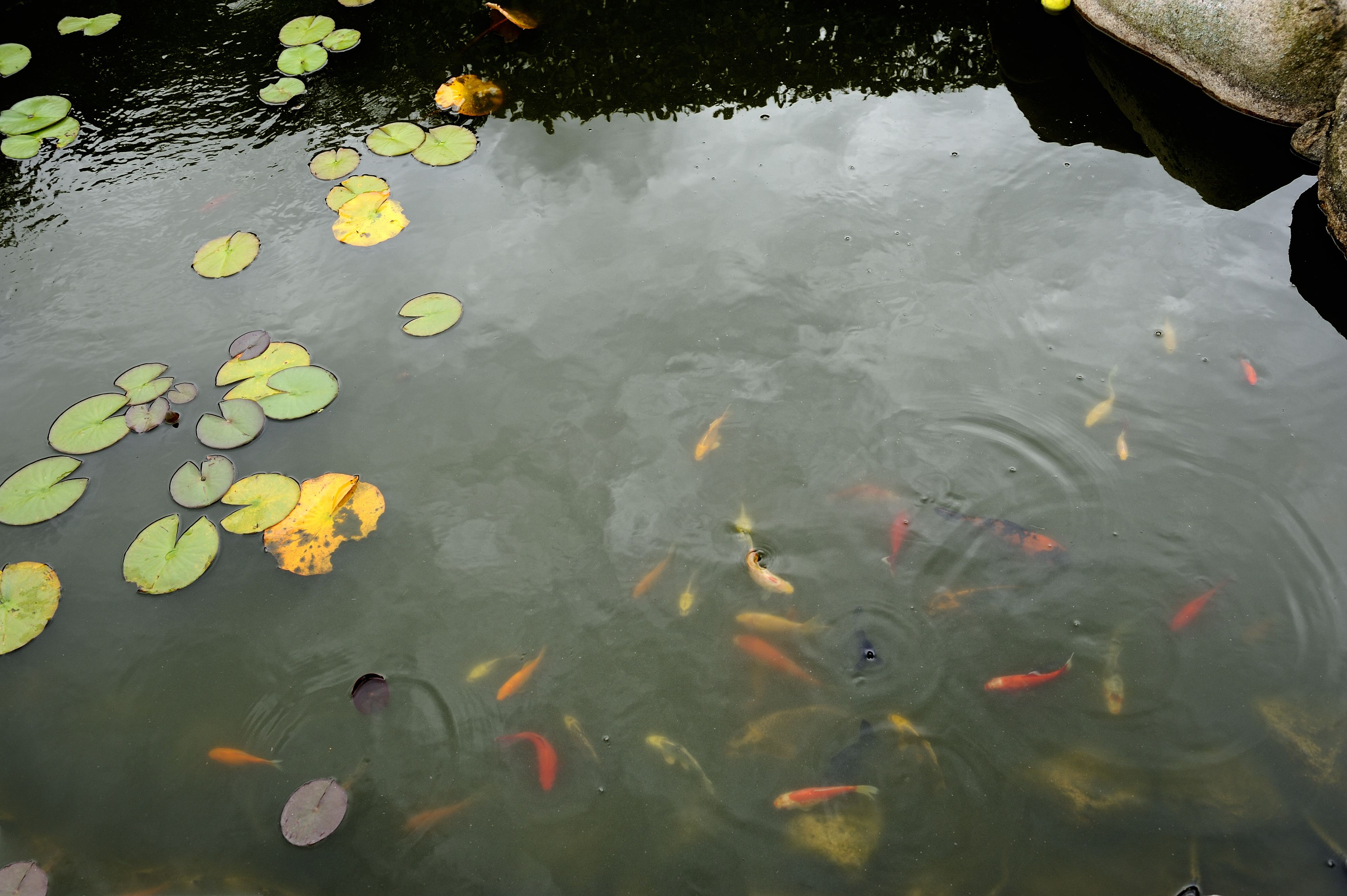 A pond with koi fish and lily pads.