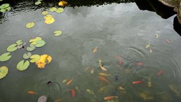 A pond with koi fish and lily pads.