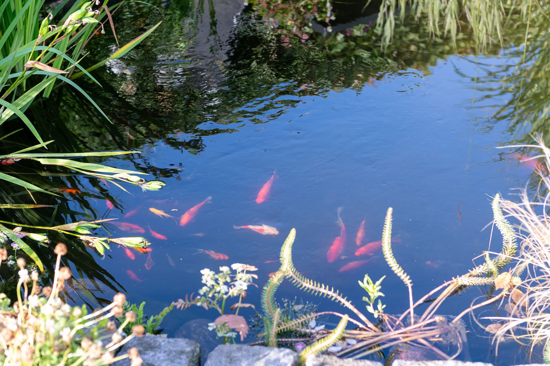 Un estanque de aguas transparentes, rodeado de diversas plantas y rocas.