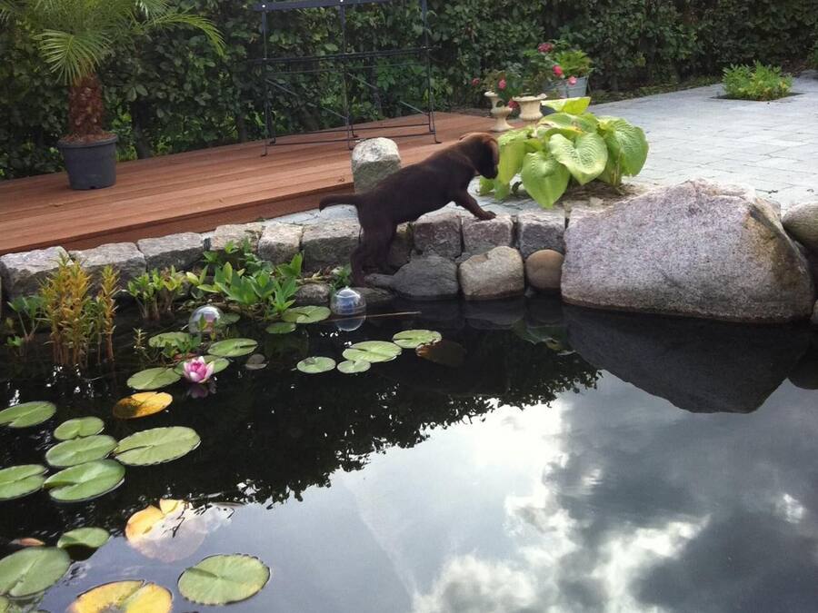 A serene garden with a pond, a wooden deck, and lush greenery.