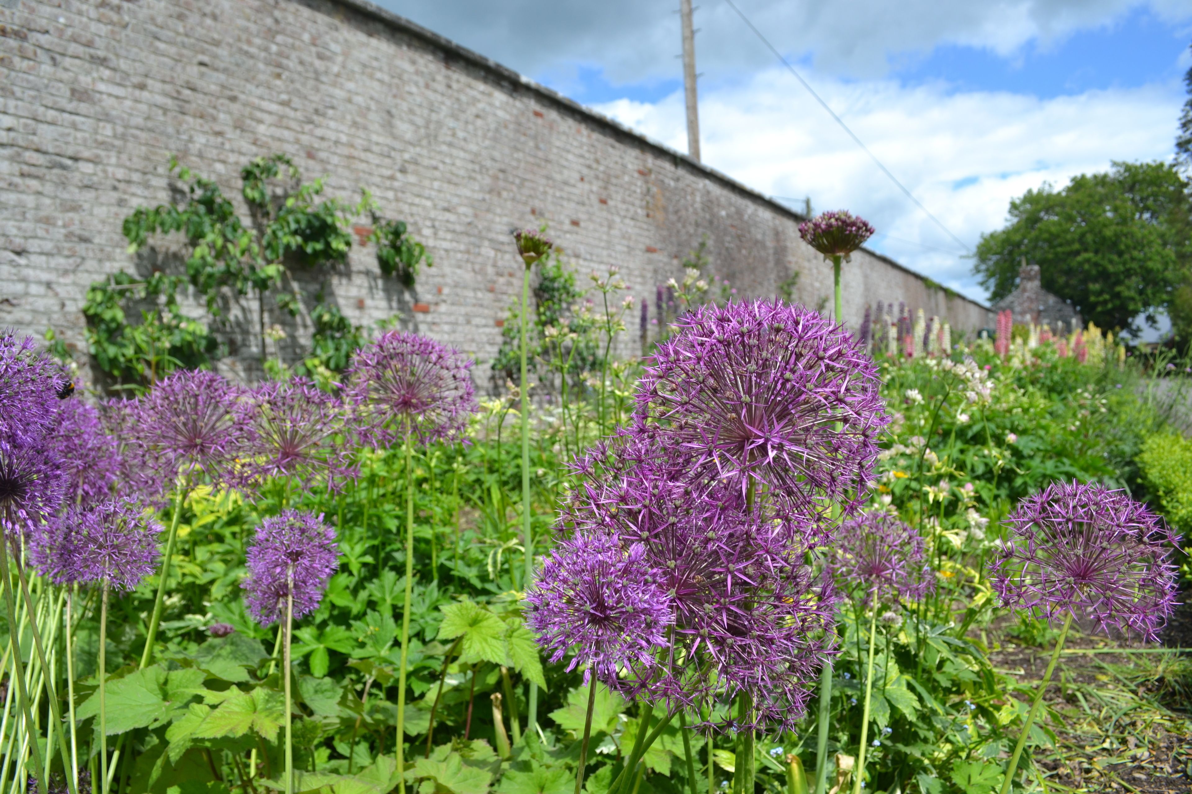 A garden with purple flowers in front of a brick wall.