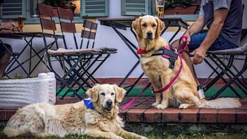 Dos perros sentados en los escalones, con un hombre cerca.