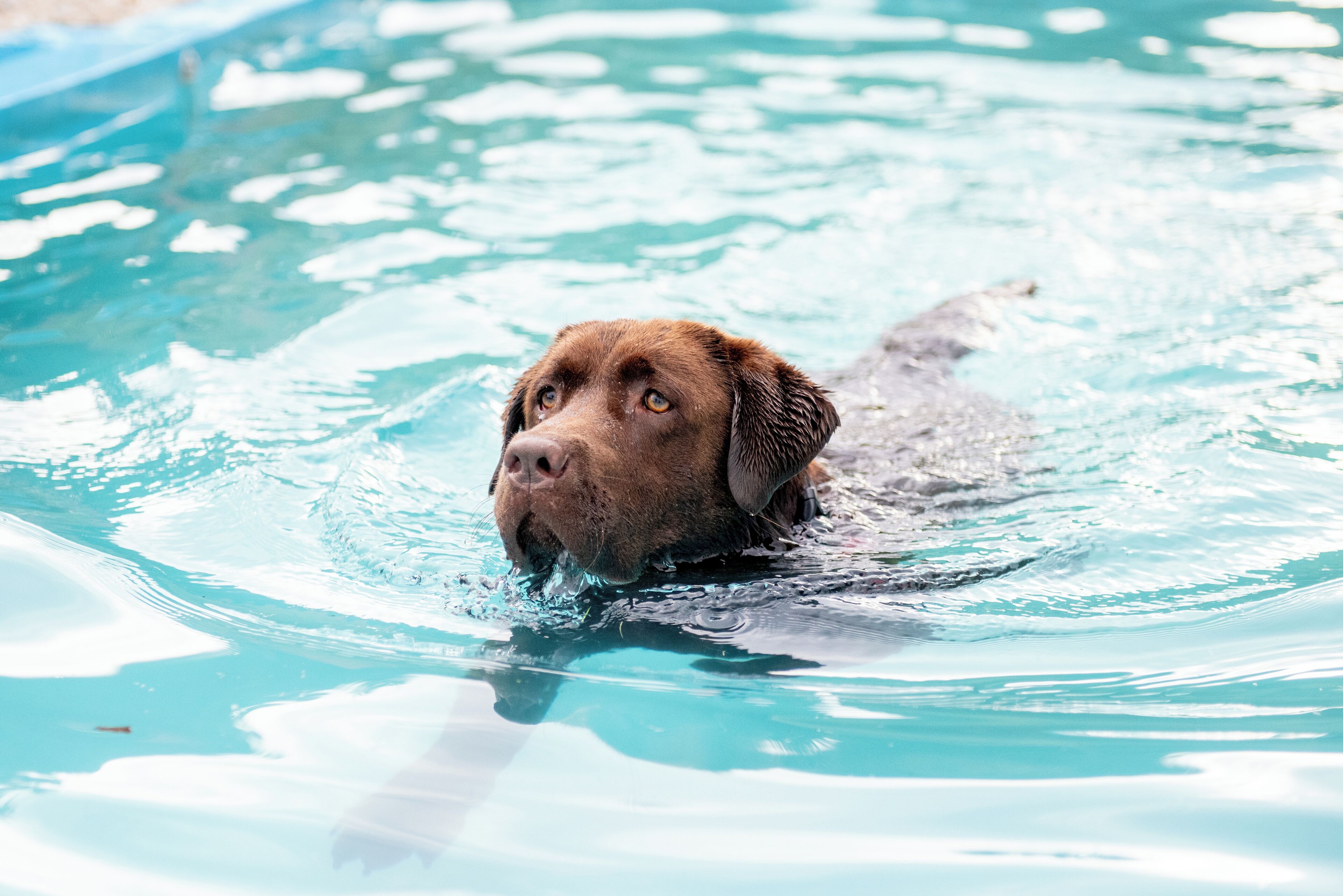 Un chien nage dans une piscine.