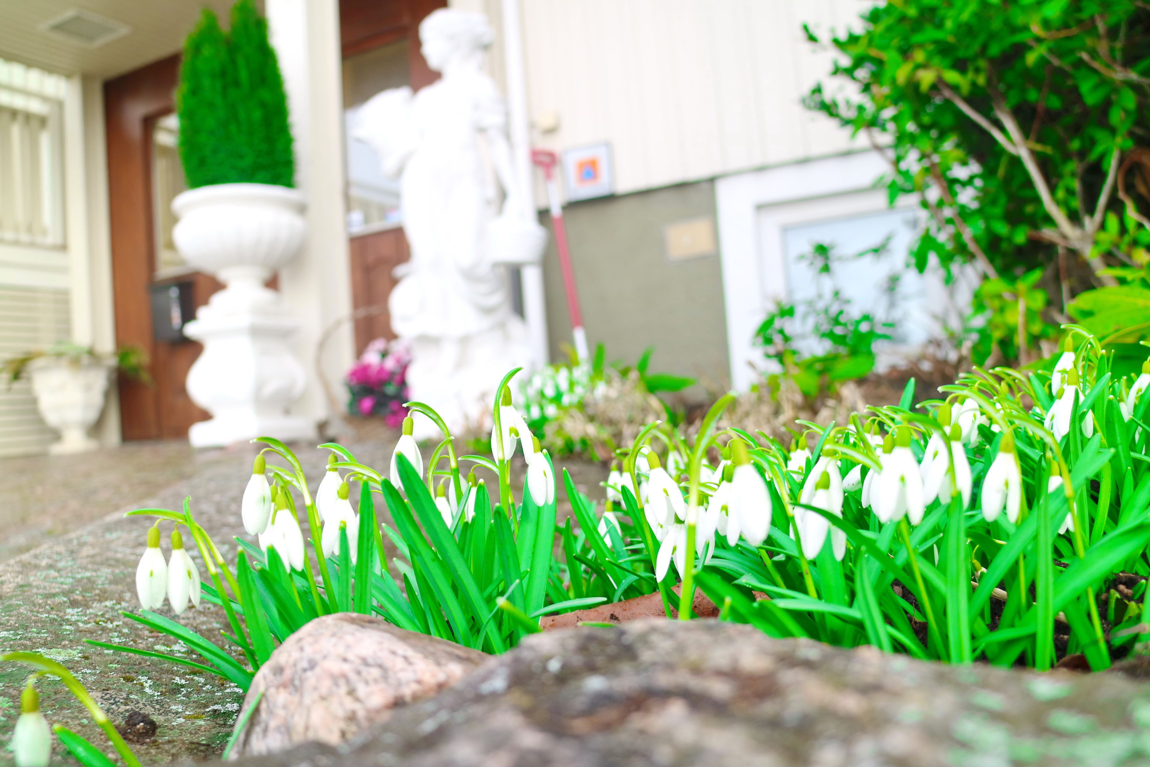 Un jardin agrémenté de perce-neige et de feuillage verdoyant, une statue blanche et un bâtiment en arrière-plan.