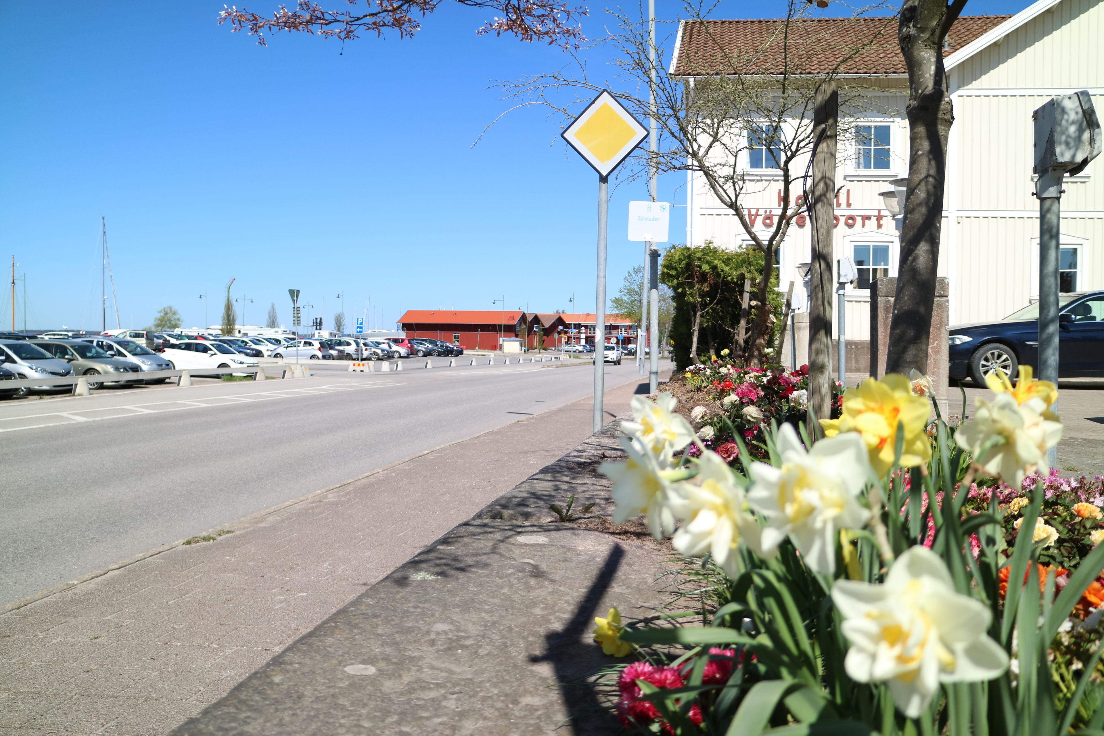 A parking lot with several cars, a building with a red roof, and a flower bed with daffodils.