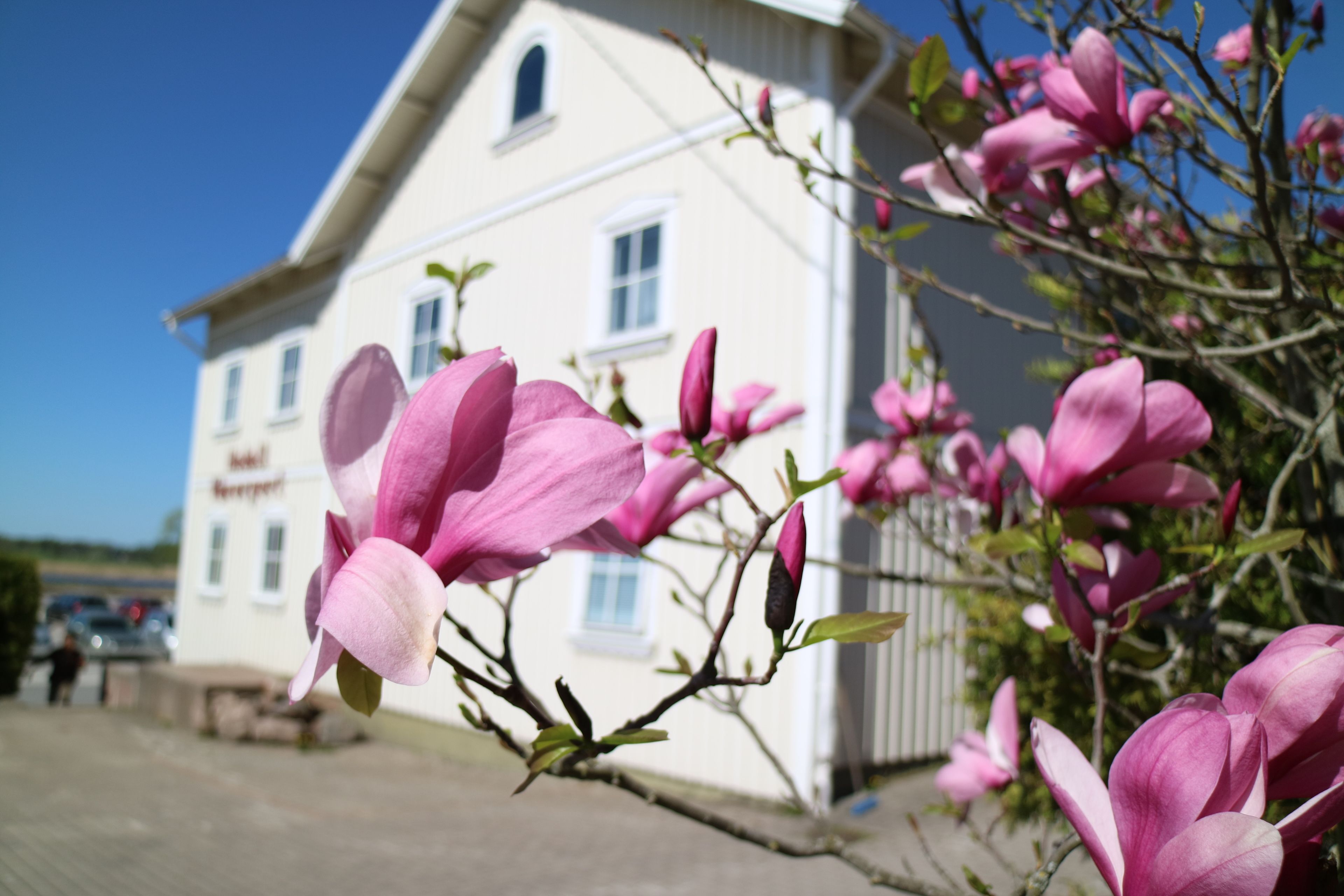 Un bâtiment à la façade blanche et aux nombreuses fenêtres, entouré de fleurs roses en pleine floraison.