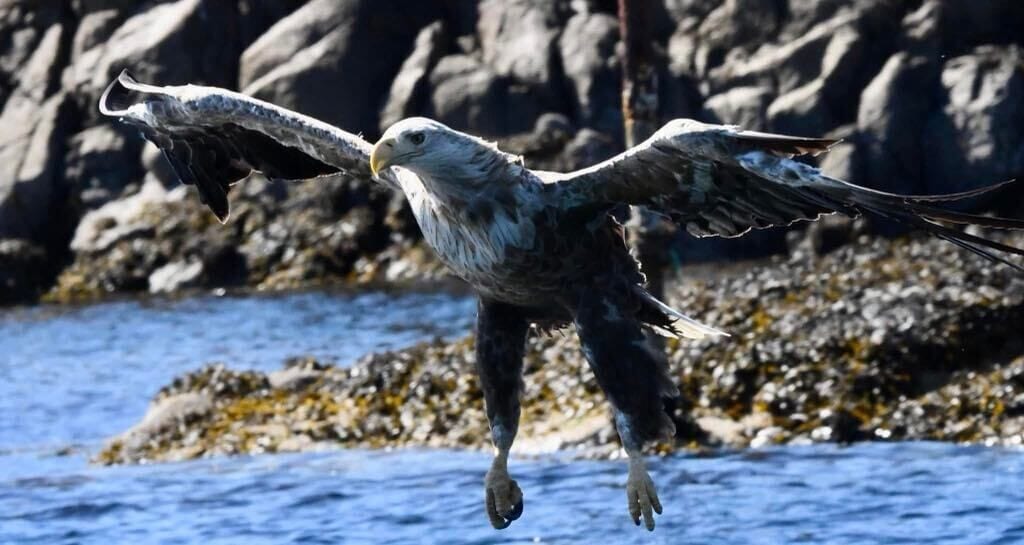 Un rapace in volo sopra una costa rocciosa.
