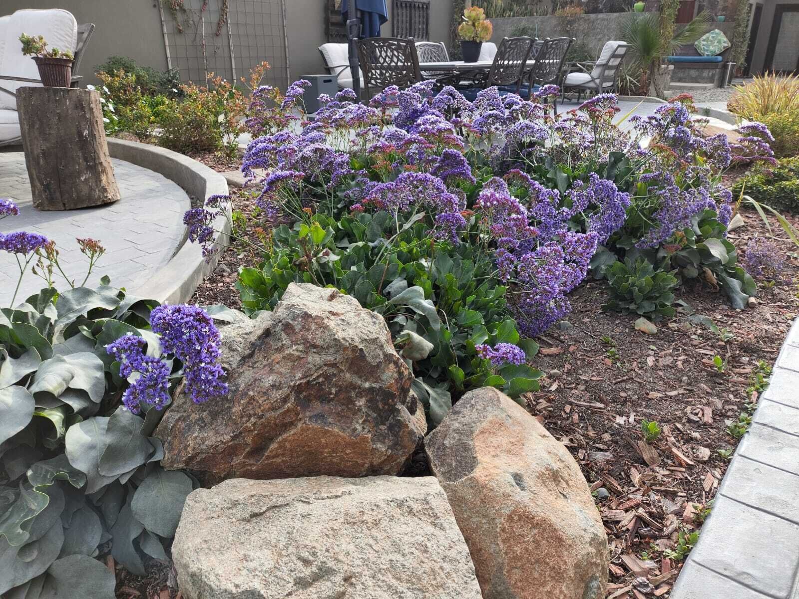 Ein Garten mit großen Steinen und lila Blüten, eine Terrasse mit Stühlen und ein Gebäude im Hintergrund.
