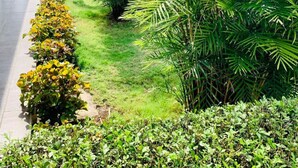 A lush garden with a variety of plants and trees, a paved walkway, and a building with a white facade. - Hotel Casa del Sol (Managua)