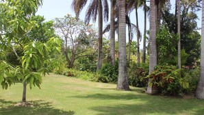 A well-maintained garden with various trees and shrubs, a clear pathway, and a neatly trimmed lawn. - Villa Loyola (Ocho Rios)