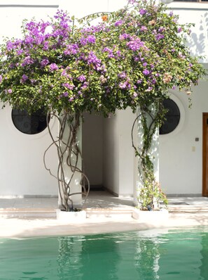 Outdoor pool, pool umbrellas, pool loungers