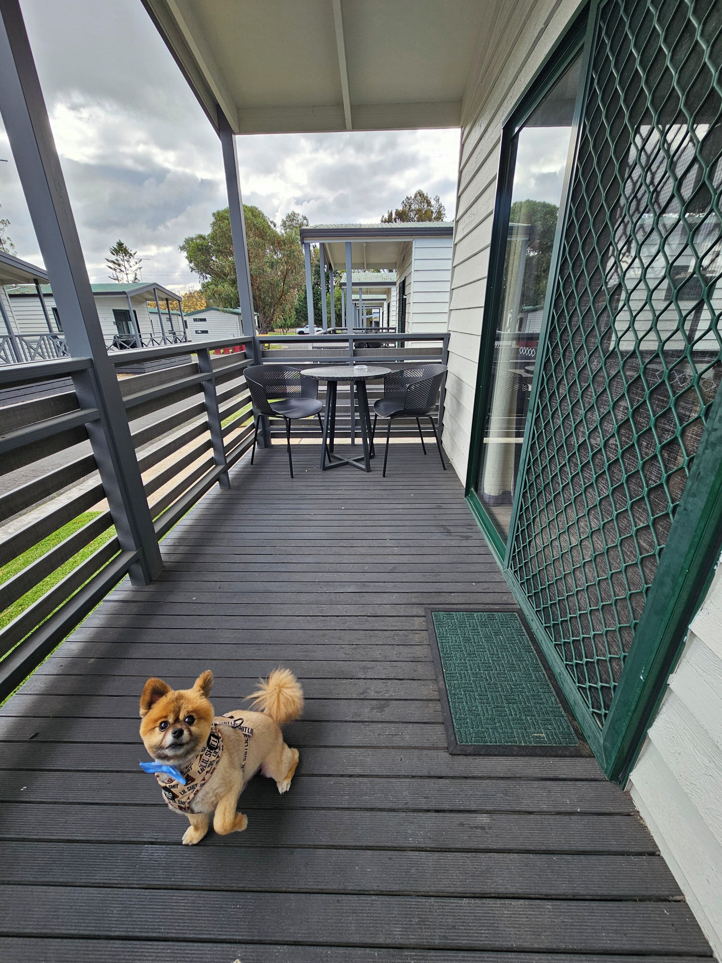 A balcony with a small table and chairs, a dog wearing a shirt, and a view of other buildings in the background.
