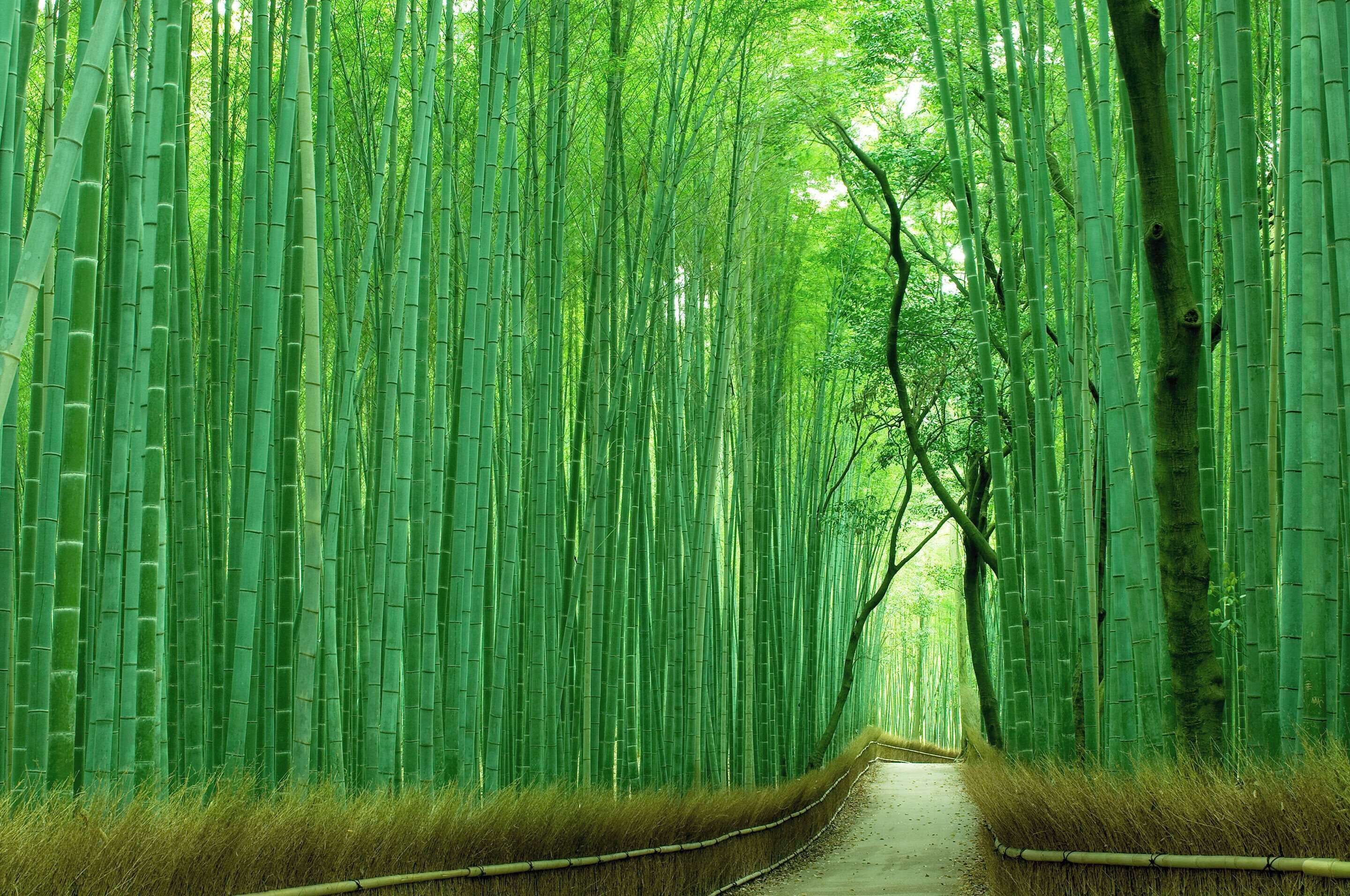 Foto - Comfort Inn Kyoto Shijokarasuma