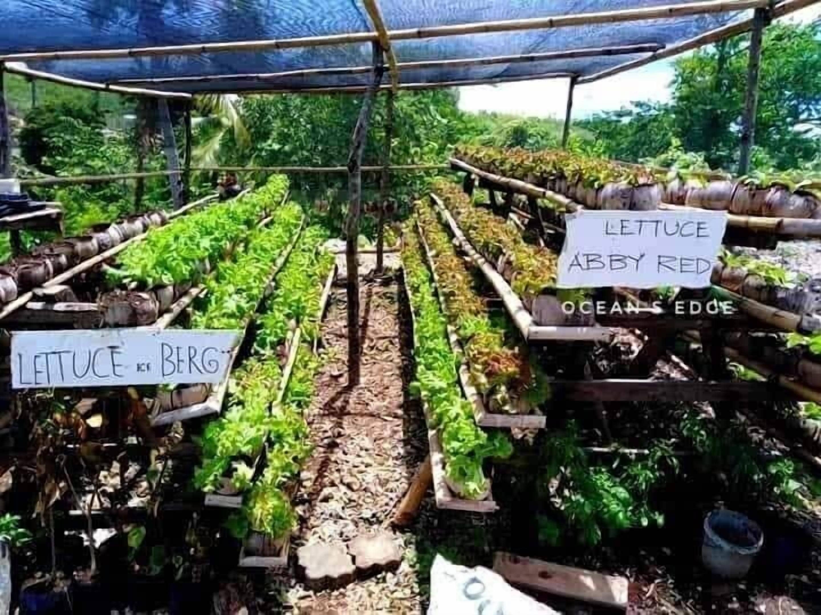 A greenhouse with rows of lettuce labeled 'LETTUCE BERG' and 'LETTUCE ABBY RED'.