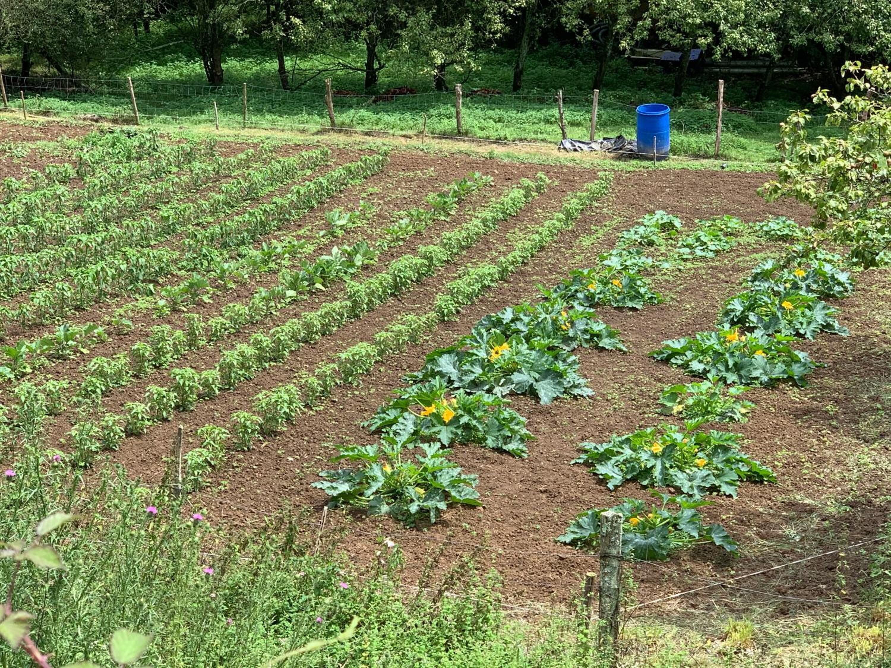 Un potager avec des rangées de plantes et un baril bleu en arrière-plan.