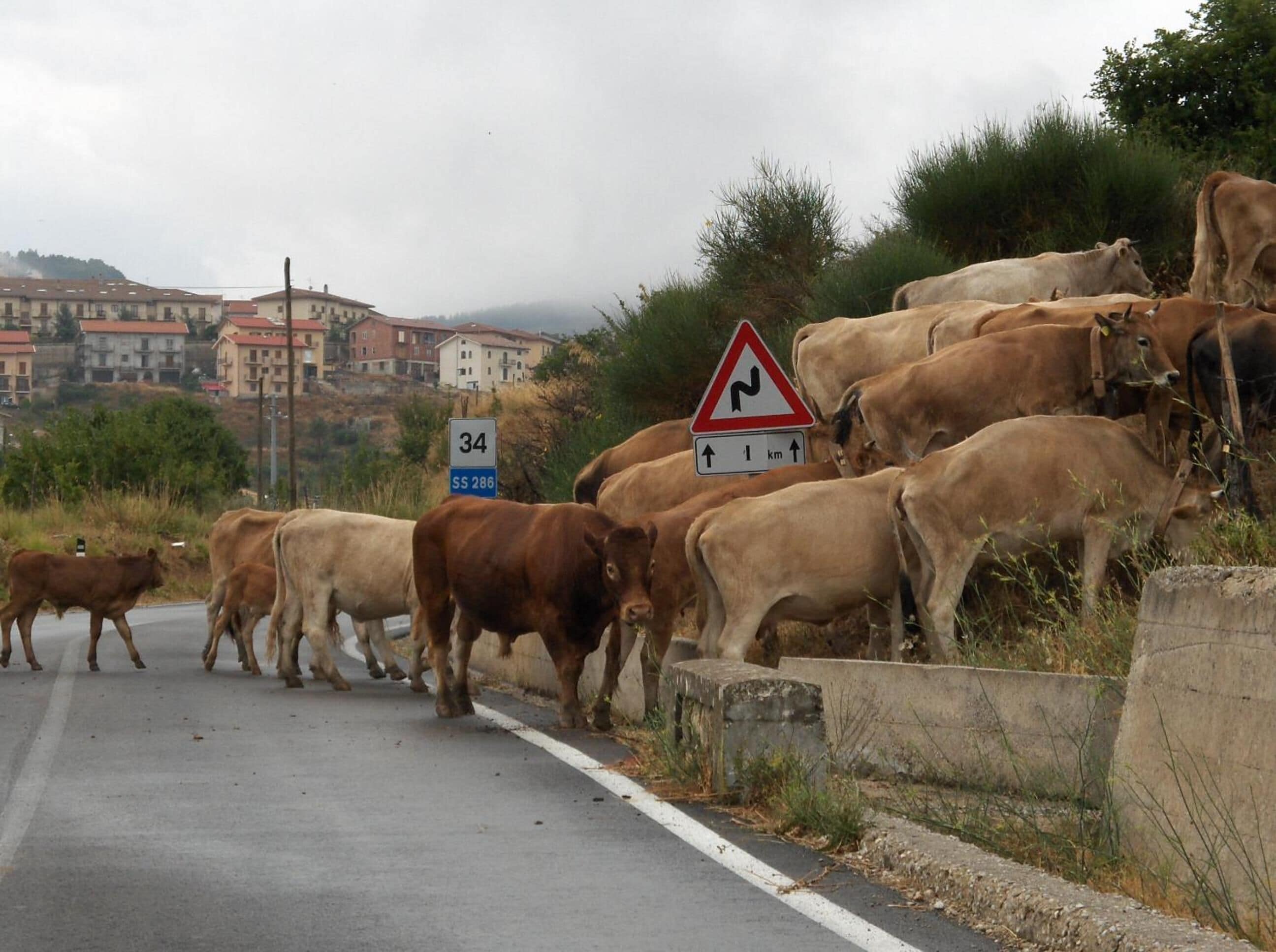 A rural road with a herd of cattle crossing.