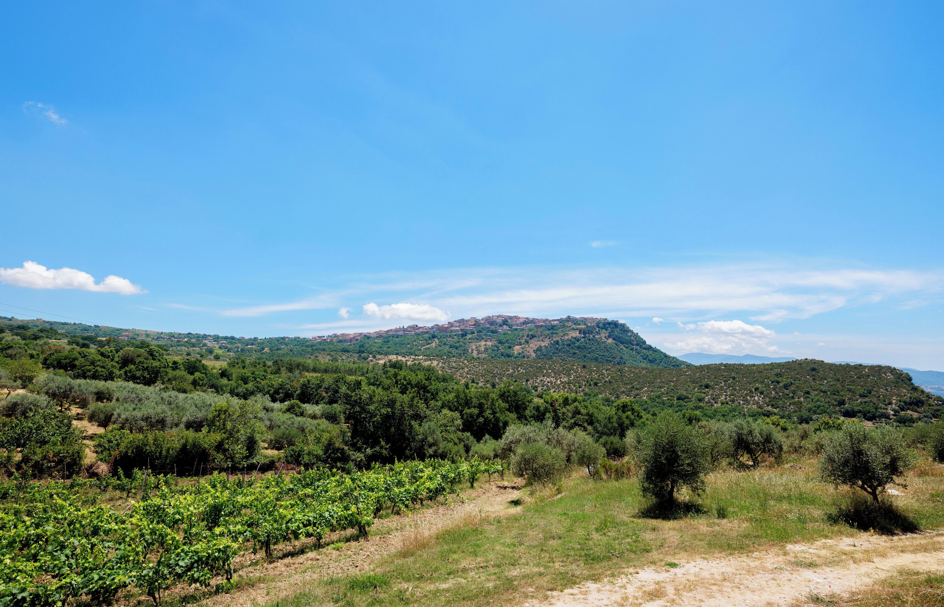 A vineyard landscape with a hill in the background.