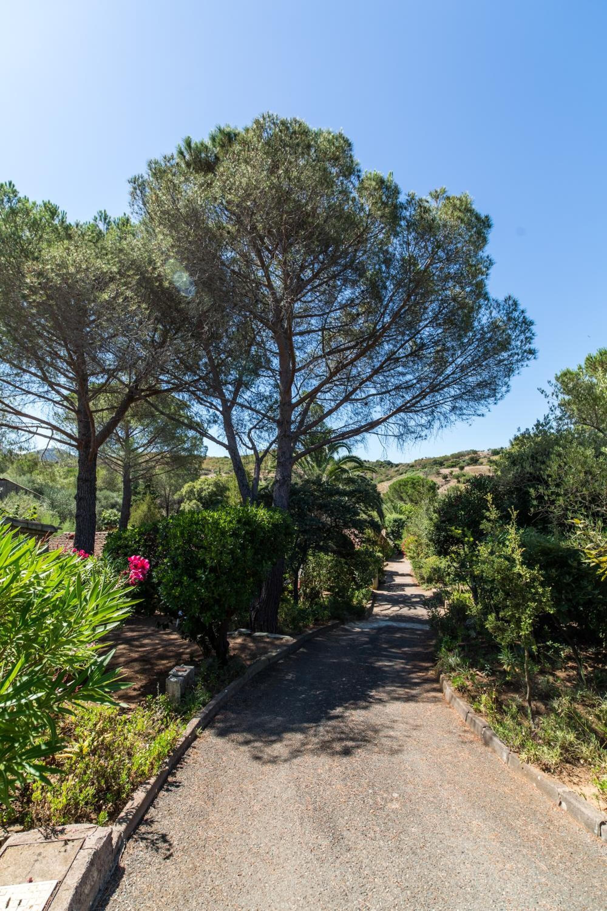 A paved pathway flanked by dense greenery and trees, leading through a landscaped area.