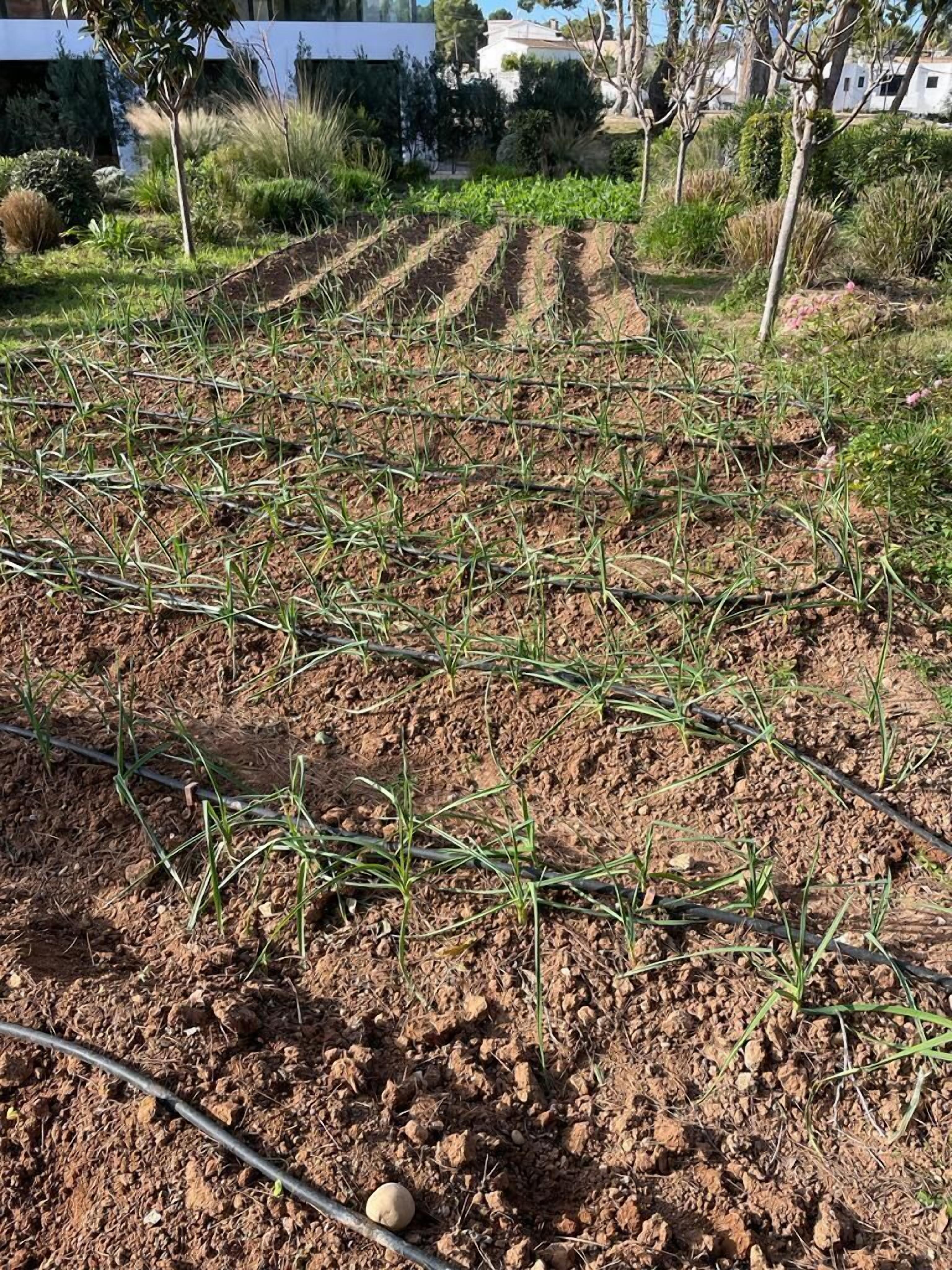 A vegetable garden with rows of plants and irrigation pipes.