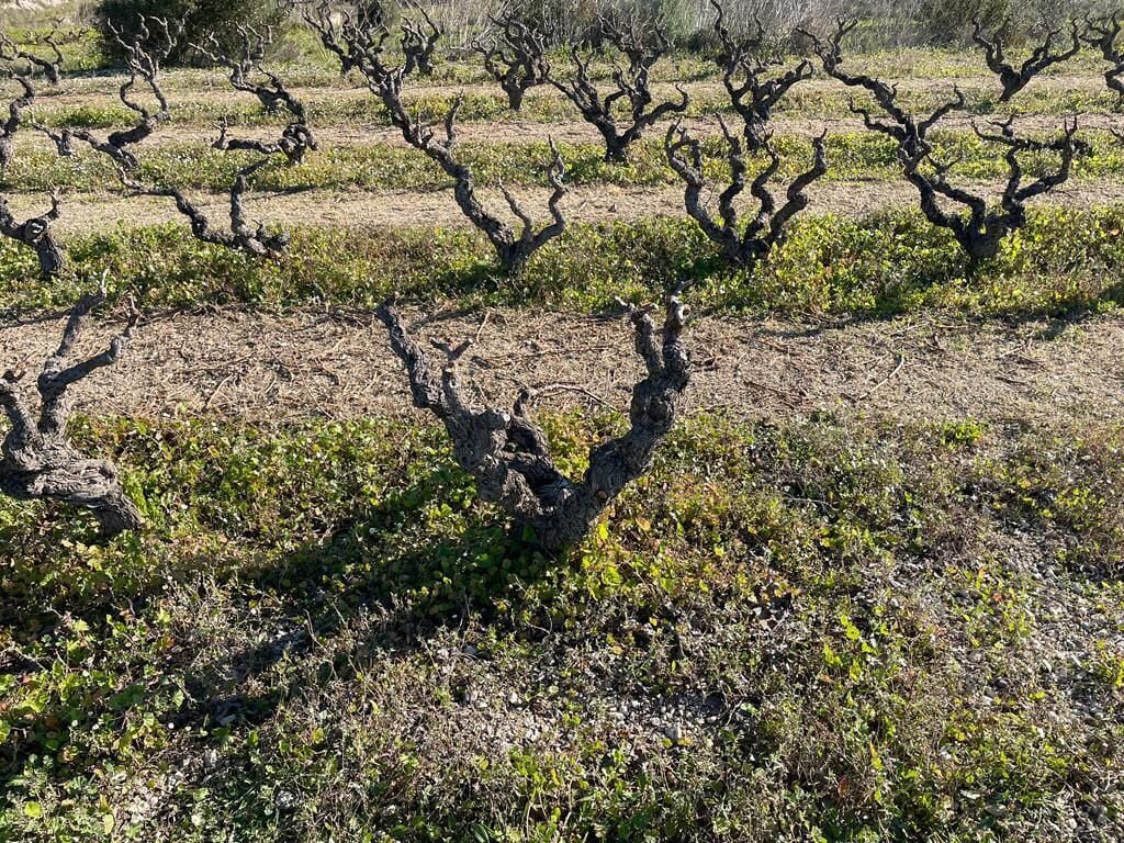 Viñedo con hileras de vides podadas.