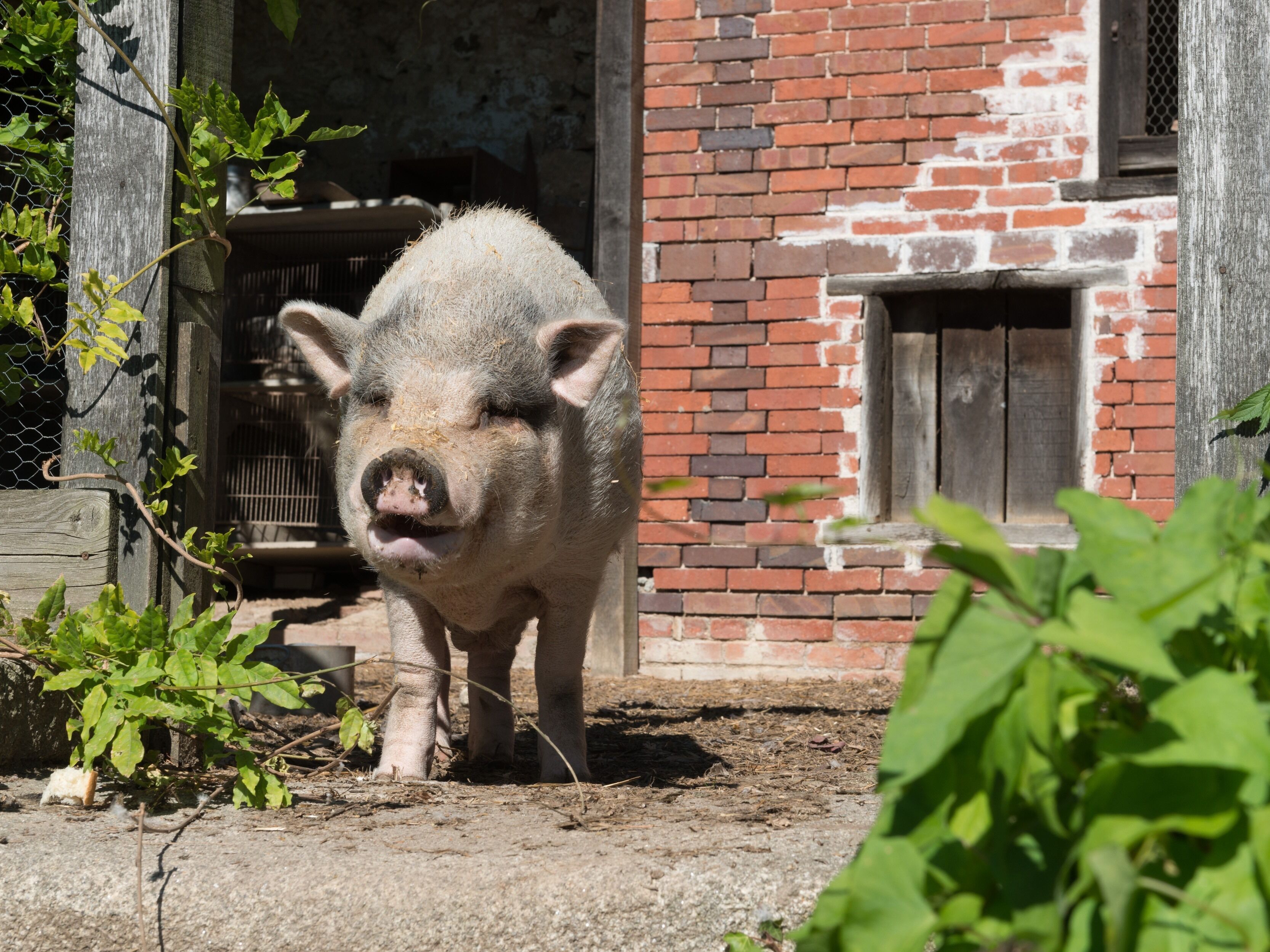 A pig standing in front of a brick building with a wooden door and a window.