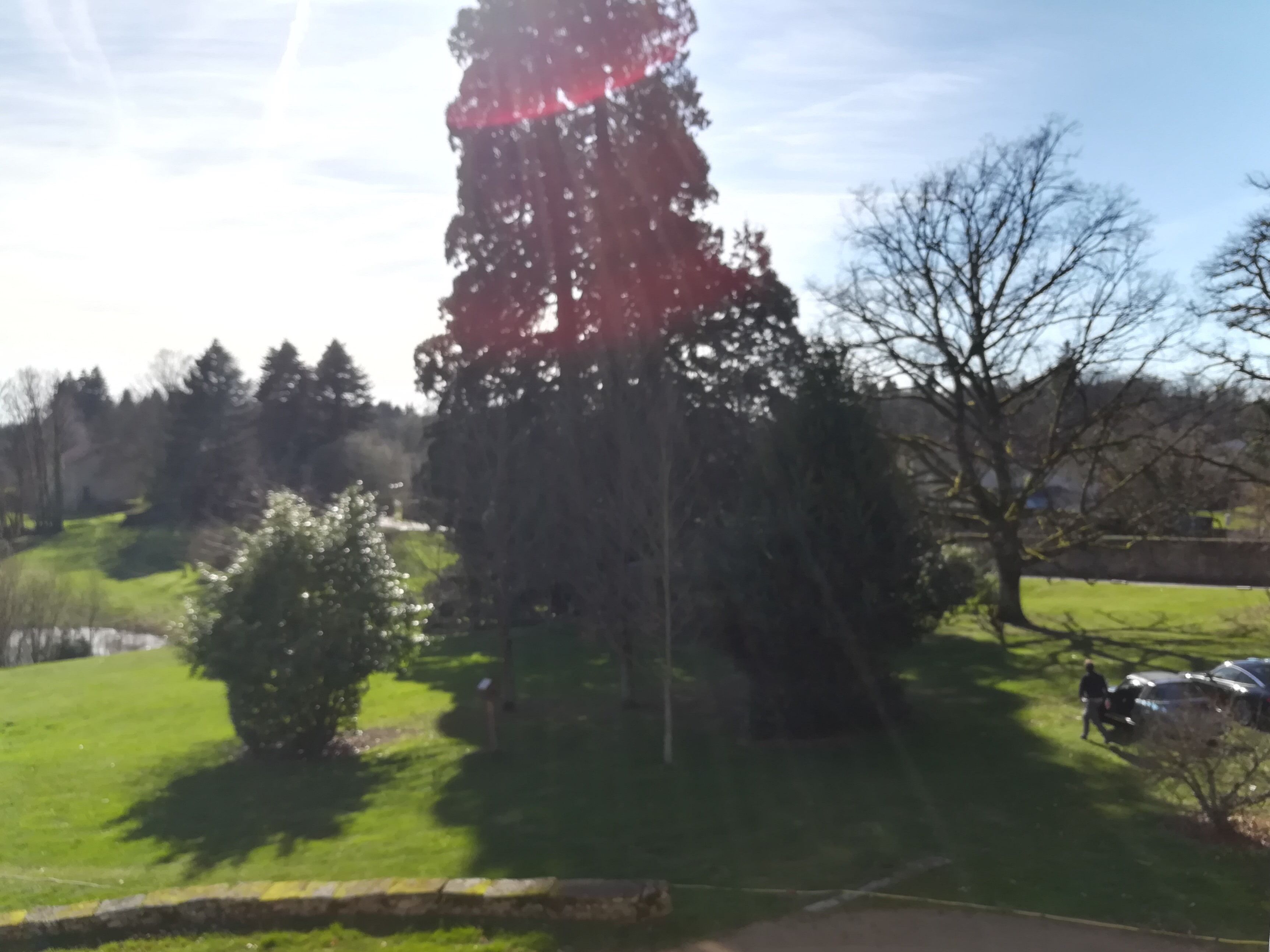 Un parc avec un grand arbre, un étang et une pelouse.