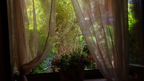 Una finestra amb cortines lleugeres, una planta en test amb flors vermelles i blanques, i vistes a vegetació a l'exterior.