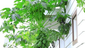 A garden with a papaya tree and various plants. - Hoai Huong Homestay (Lam Vien - Da Lat)