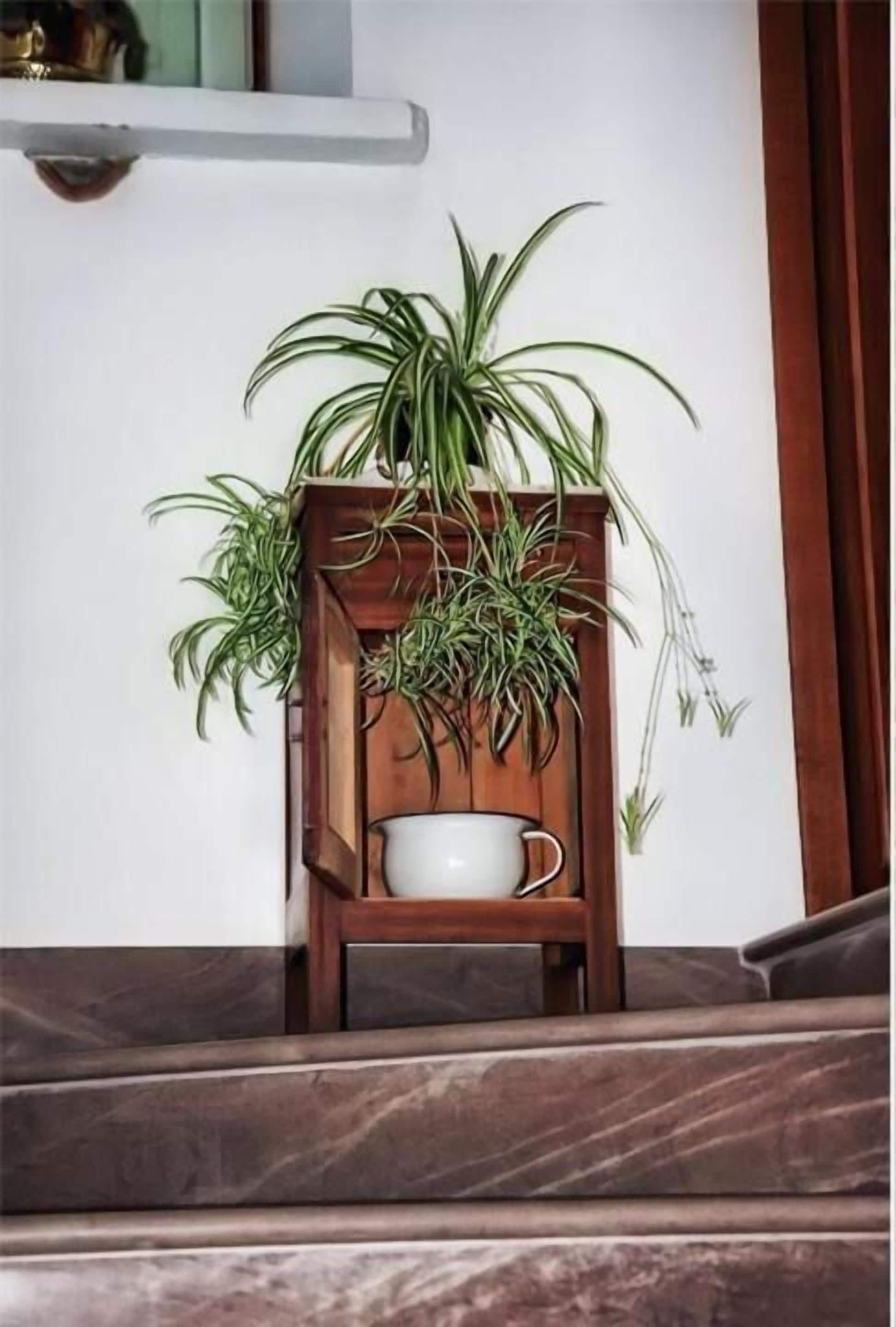 A wooden plant stand with multiple potted plants and a white cup.