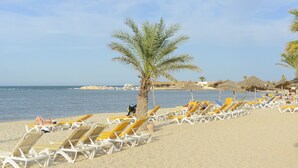 Una playa con filas de sillas de tomar el sol y una palmera.