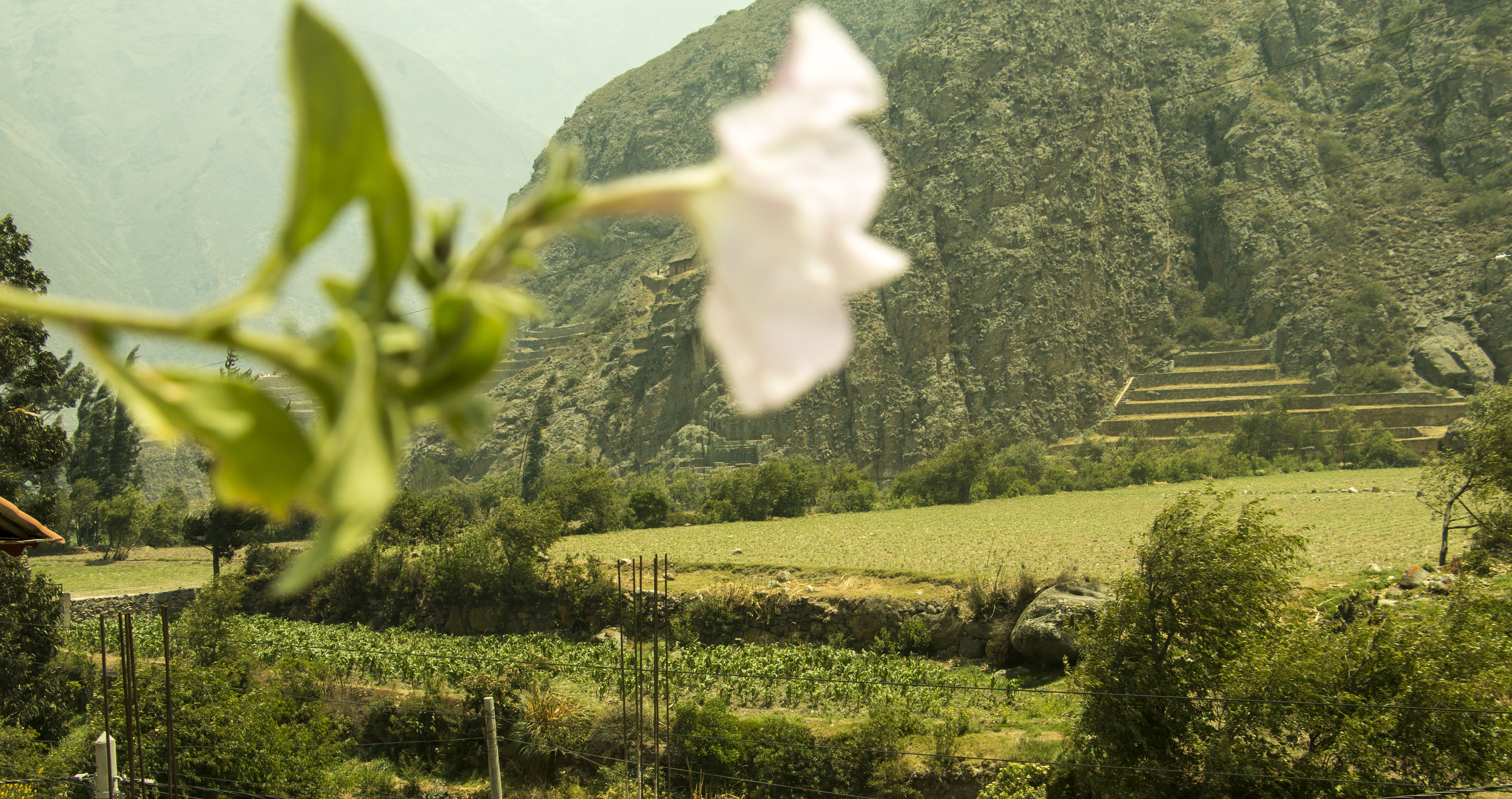 Ländliche Landschaft mit einer Hangterrasse, einem Berg und einer weißen Blüte im Vordergrund.