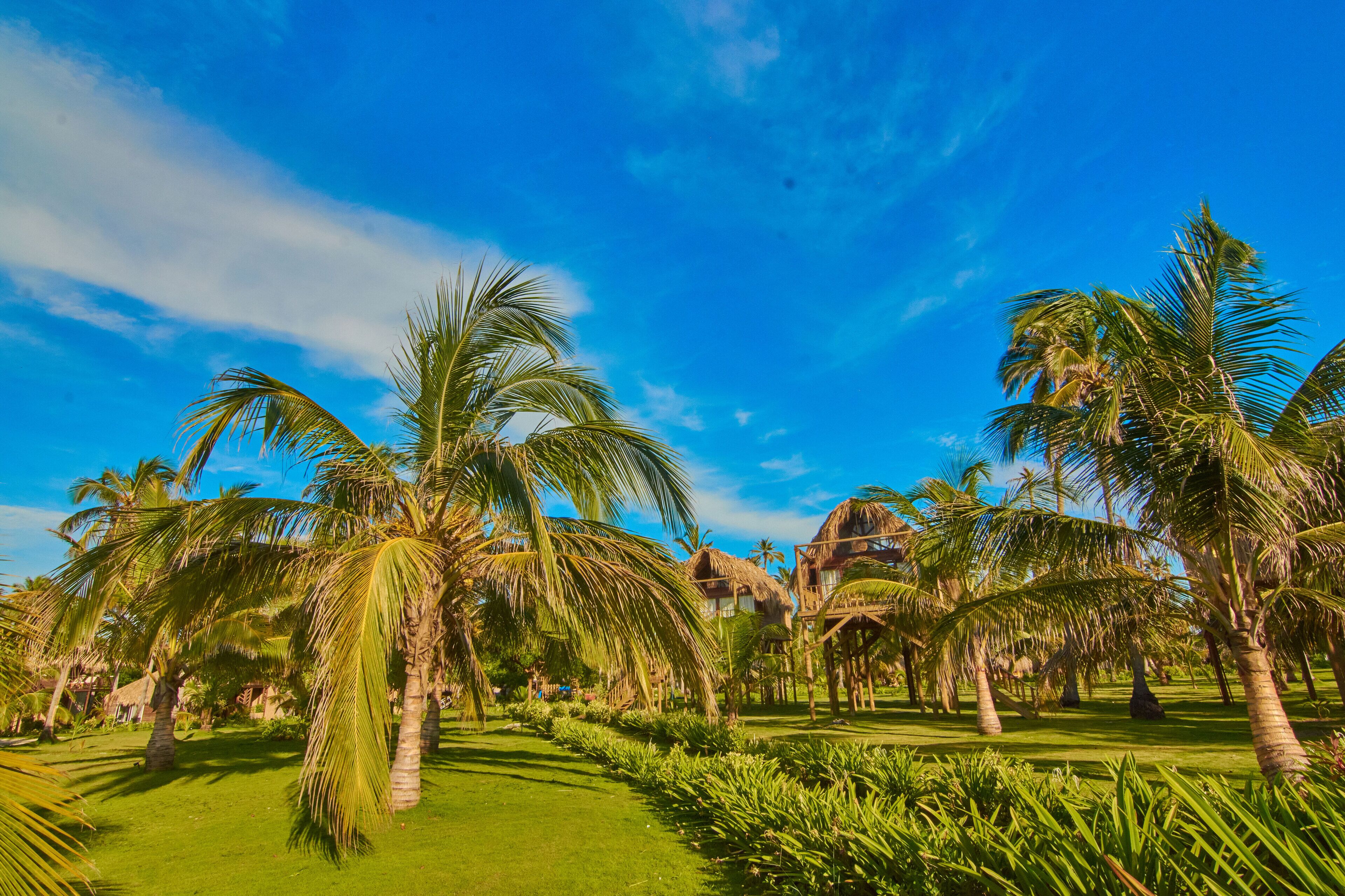 A tropical resort with palm trees, a thatched-roof building, and a well-maintained lawn.