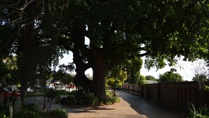 A paved pathway flanked by large trees and a brick wall, leading to a building with a white roof.