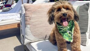 Un perro sentado en una silla de descanso con una sombrilla de playa al fondo.