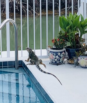 Una piscina al aire libre, una piscina climatizada