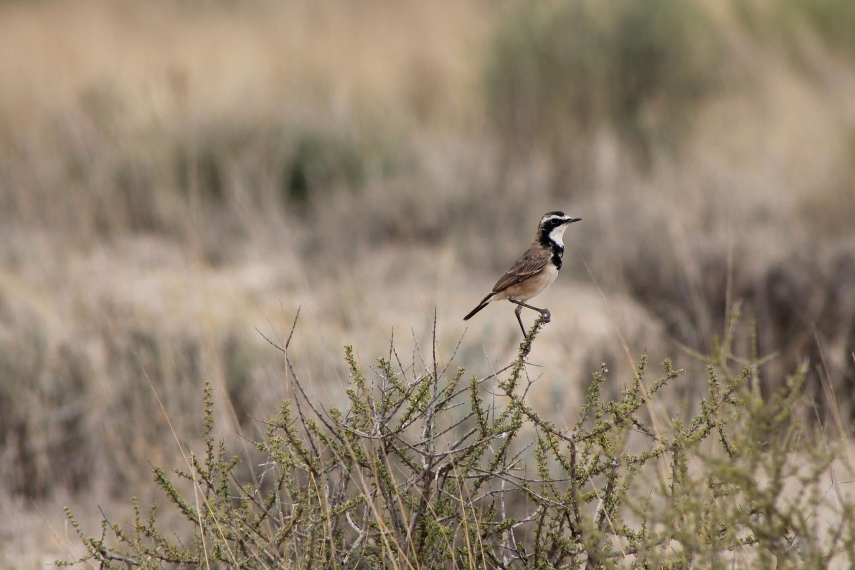 A bird perched on a shrub in a natural landscape.