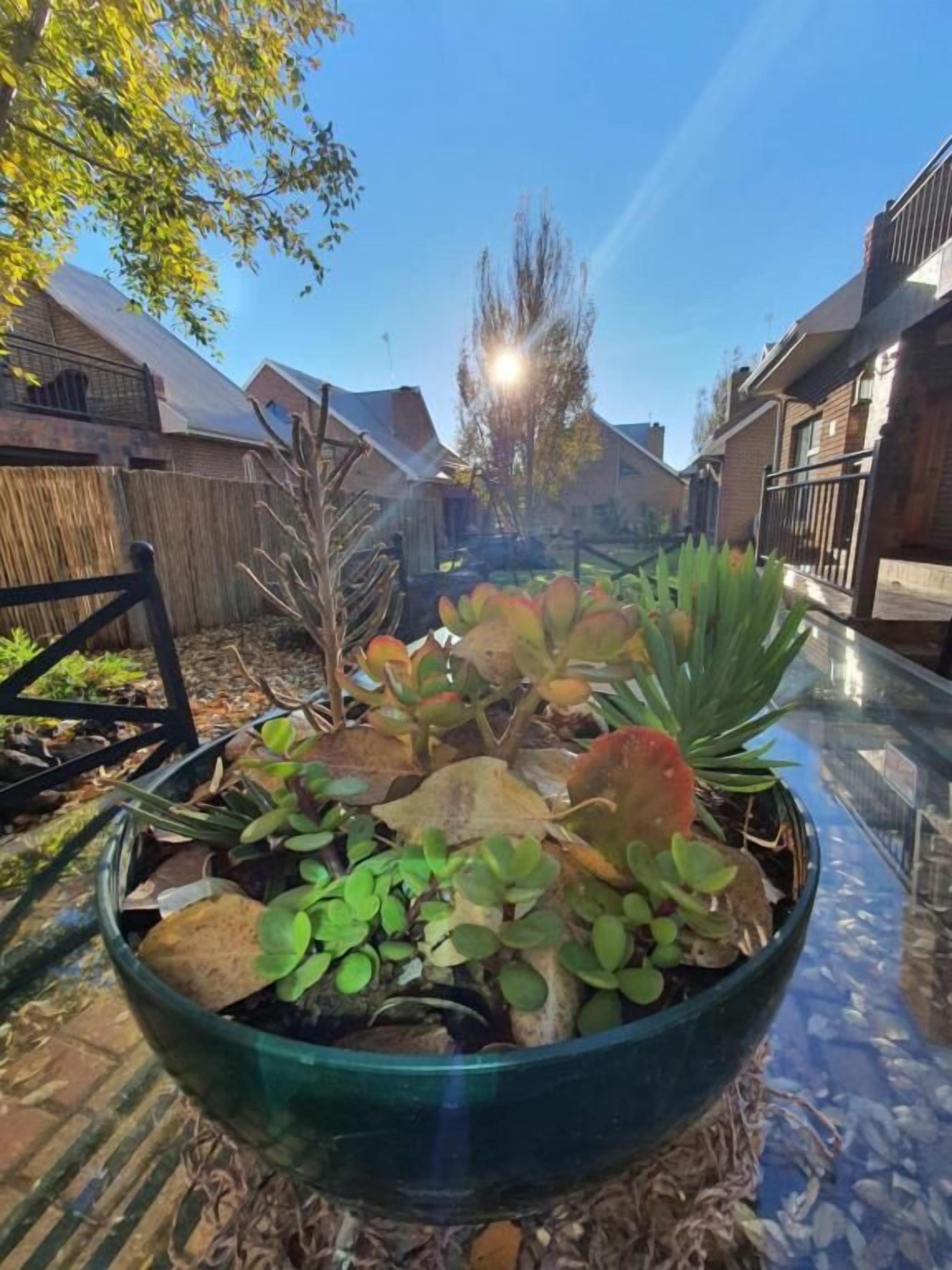 A garden with a variety of plants in a large green bowl.